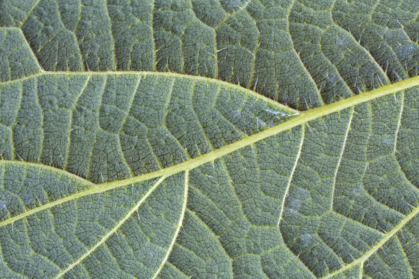 背景纹理绿叶结构微距摄影图片下载