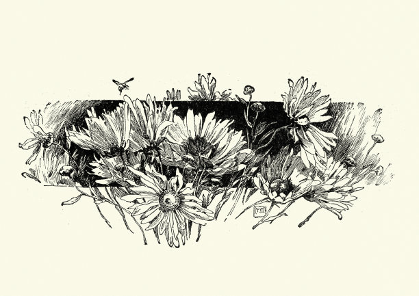 雏菊木刻版画，维多利亚十九世纪图片下载