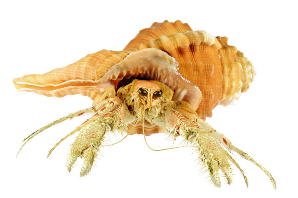 产于菲律宾的梨海中寄居蟹(dardanus sp.)图片下载