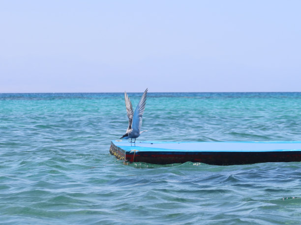 埃及西奈半岛海鸟图片下载