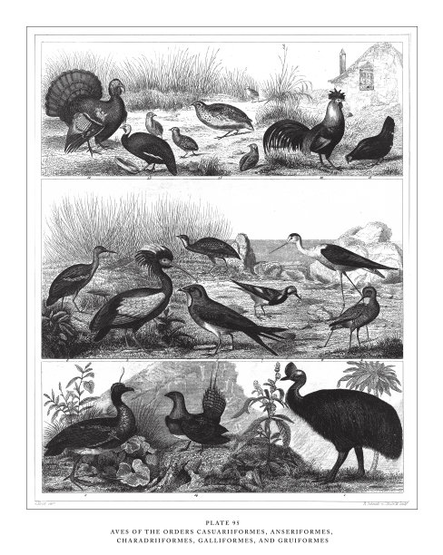 桂形目、桂形目和鸻形目的成员雕刻古董插图，1851年出版图片下载