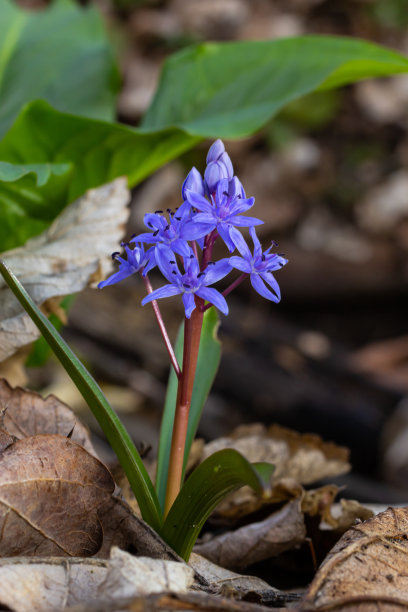 双峰菊，高山松鼠或双叶松鼠，是天门冬科的多年生草本植物。艺术照片的早期开花植物双歧树，高山松鼠图片下载