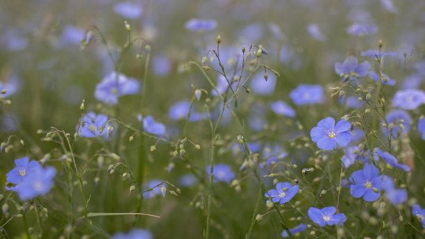 蓝色和粉色勿忘我不是盛开在绿草地上的花朵。背景(勿忘我，脊骨肌炎，蝎子肌炎)。图片下载