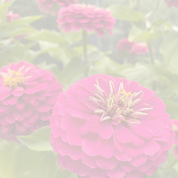 粉红色的花纹理背景设计图片下载