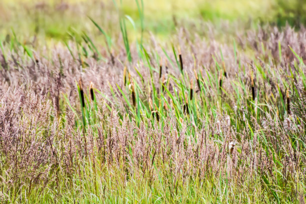 沼泽的香蒲图片下载