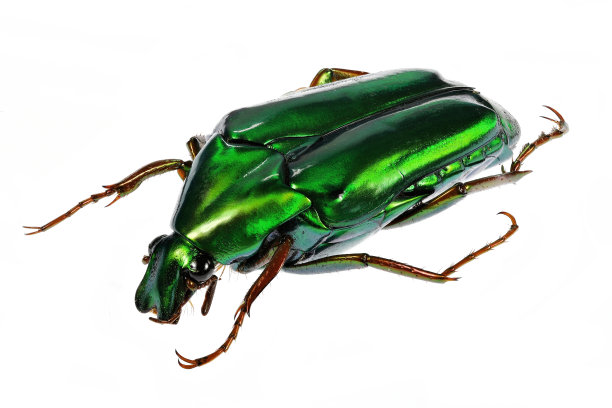 花皮(黄花草)图片下载