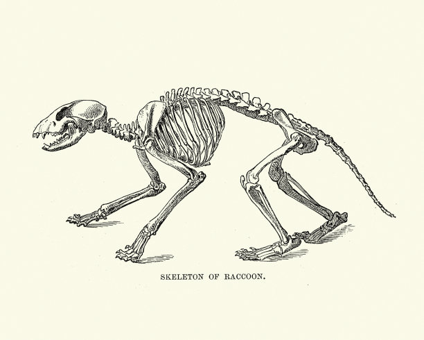 浣熊的骨架图片下载