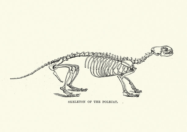 欧洲斑猫的骨架图片下载