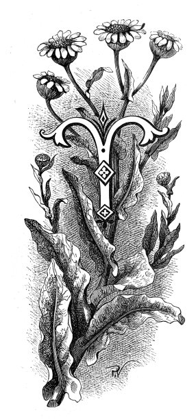 花卉大写字母T图片下载