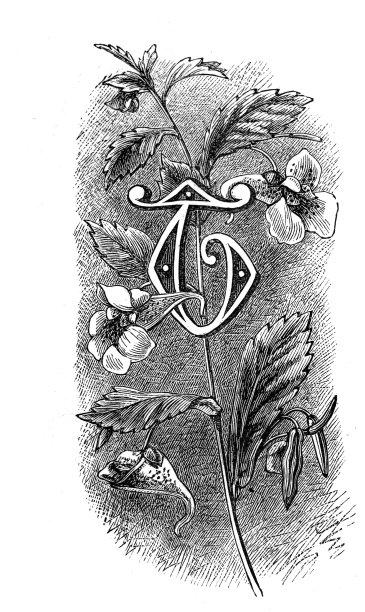 花卉大写字母T图片下载