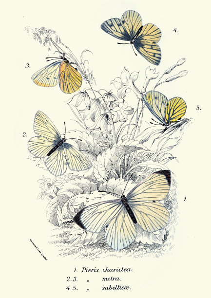 蝴蝶，皮耶里斯夏利卡，皮耶里斯地铁，皮耶里斯萨贝利卡，艺术野生动物印花图片下载