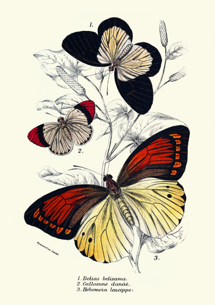 蝴蝶油，蜂蜜蜂蜜，Hebomoia图片下载