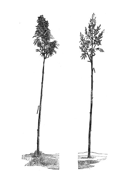 来自农业百科全书的古董插图，植物:大麻(大麻sativa)图片下载