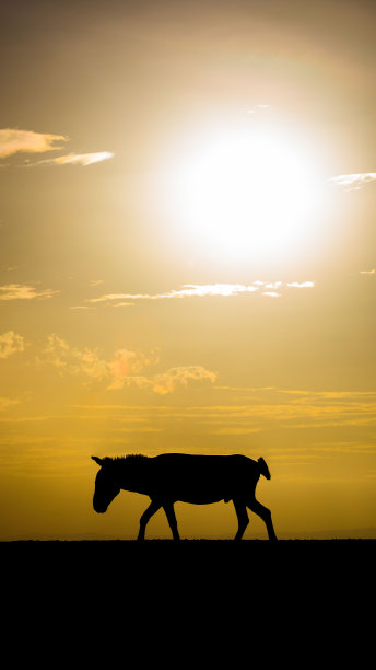 动物的剪影，斑马在日落从肯尼亚，非洲。图片下载
