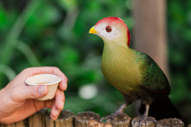 色彩鲜艳的红冠蕉鹃，摄于2023年8月佛罗里达州南部热带户外图片下载