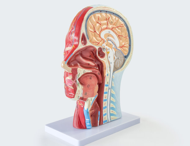 人类头上的图片下载