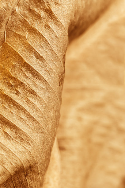 纹理干燥的秋叶，微特写照片作为有机的自然背景。秋天色彩斑斓，叶脉纹理贴近，自然之美。潮流植物图案墙纸、环境图案图片下载