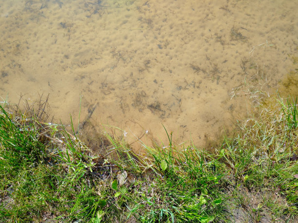 湖岸碧绿的草地和清澈的米蓝色湖水，透过湖底的沙质洼地闪闪发光。自然的背景和纹理。照片。图片下载