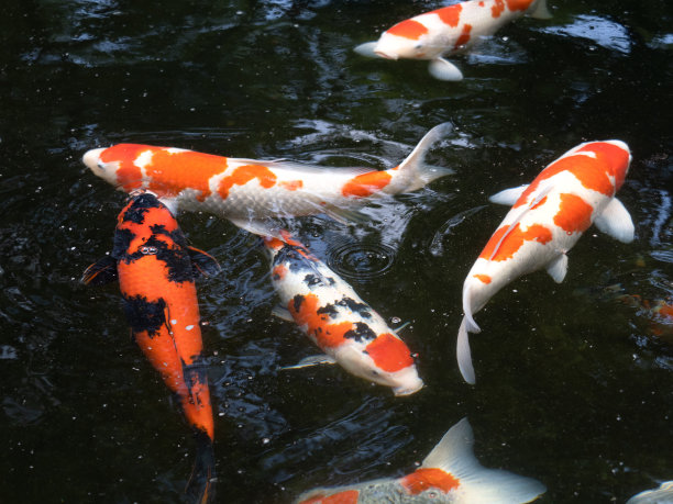 日本锦鲤图片下载