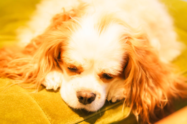 骑士查尔斯·苏必利尔在一家狗咖啡馆乞讨食物图片下载