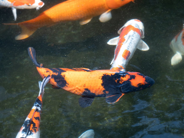 日本Nishikigoi图片下载