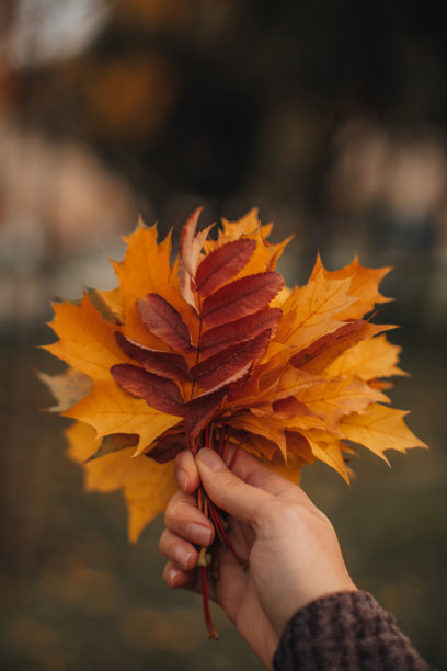 女人的手抱着一抱落下的黄枫叶。图片下载