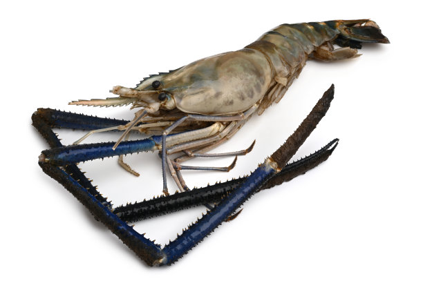 巨型淡水对虾(罗氏沼虾)图片下载