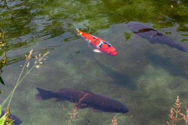 池塘里游水的鲤鱼图片下载