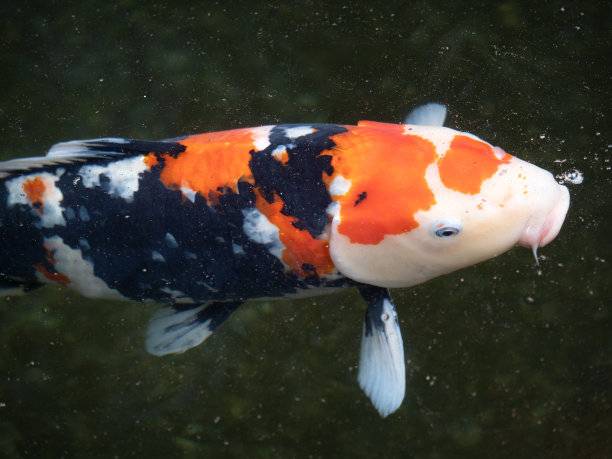 日本锦鲤图片下载