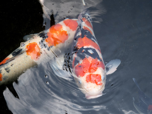 日本锦鲤图片下载