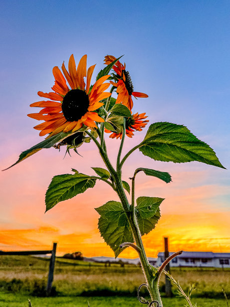 日落时花园里的向日葵图片下载