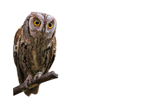孤立的猫头鹰。欧亚鸮。(辣子鸡耳)。白色背景。图片下载