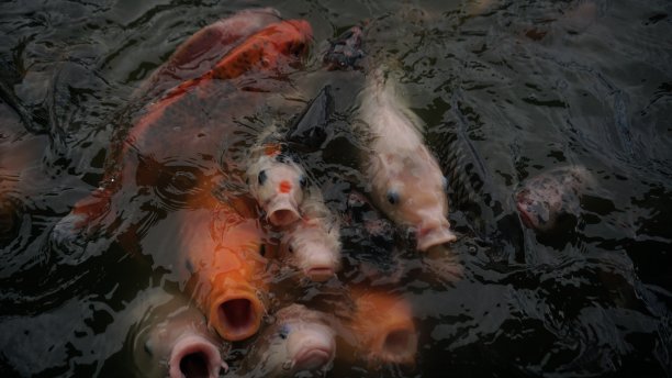 池塘水面上的鱼在争夺食物图片下载