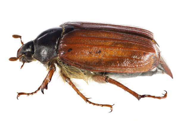 产自欧洲的一种鸡皮草(Melolontha)图片下载