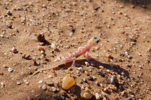 纳米比亚纳米布沙漠的沙滩上，一只小型彩色蜥蜴纳米布沙壁虎也被称为纳米布蹼足壁虎(Pachydactylus rangei)的特写照片图片下载