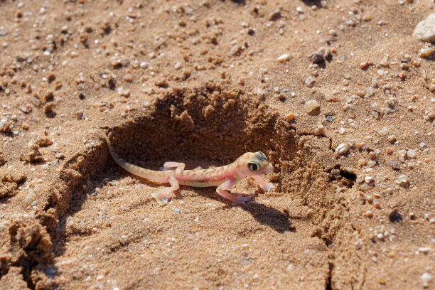 纳米比亚纳米布沙漠的沙滩上，一只小型彩色蜥蜴纳米布沙壁虎也被称为纳米布蹼足壁虎(Pachydactylus rangei)的特写照片图片下载