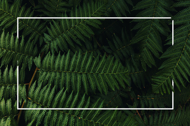 框架背景花园中的天然绿色蕨类植物。近距离图片下载