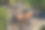 广场树下的摇椅人行道。热带木材制成的单人躺椅。它们由棕色木板、板条、钢架、松木、木板、户外制成，很舒适图片下载