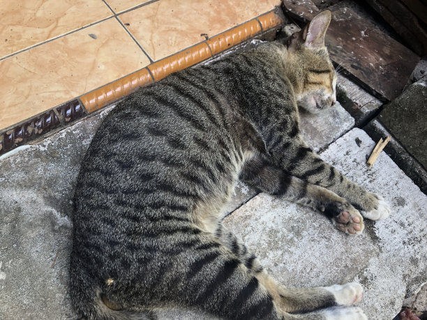 睡觉的猫图片下载