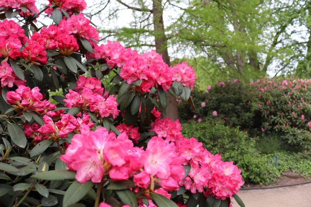 城市花园里开花的灌木和树木图片下载