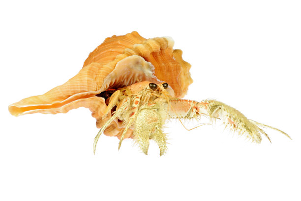 产于菲律宾的梨海中寄居蟹(dardanus sp.)图片下载