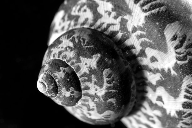 贝壳孤立的黑色背景，微距，特写。图片下载