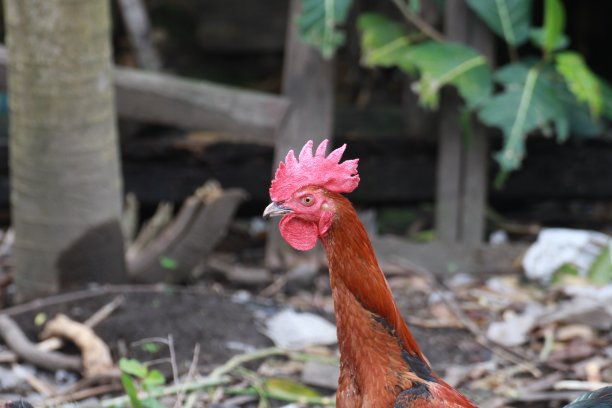 一只公鸡在模糊的背景上唱歌的特写肖像图片下载