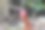 一只公鸡在模糊的背景上唱歌的特写肖像图片下载