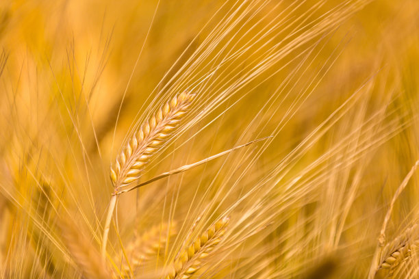 晚霞金色照耀下的麦田图片下载