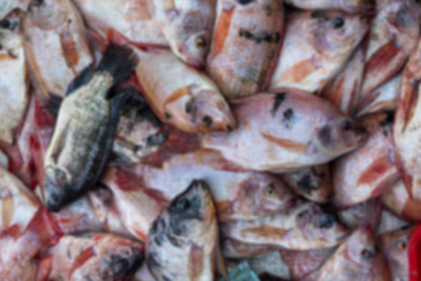 散焦抽象背景一堆新鲜的鱼准备在鱼市出售图片下载