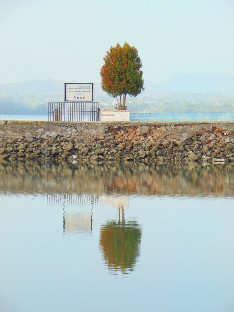 海边桥堤上的一棵树，倒影在水中图片下载