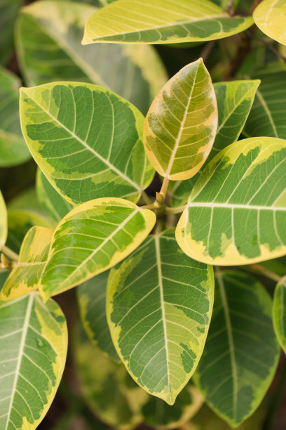 黄色和绿色的叶子上的印度橡胶榕树Altissima“金色宝石”或“黄色宝石”杂色金色橡胶厂在南佛罗里达州图片下载