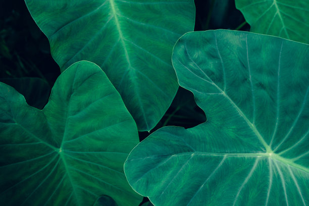 抽象的绿叶纹理，深蓝色调的自然背景。图片下载