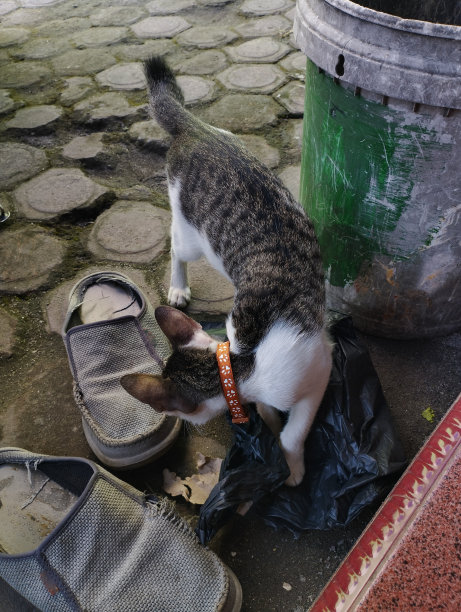 垃圾桶里的一只猫或流浪猫图片下载